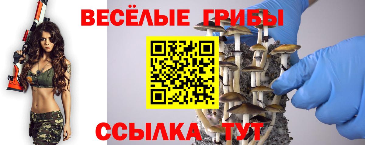 Галлюциногенные грибы Psilocybe Нальчик